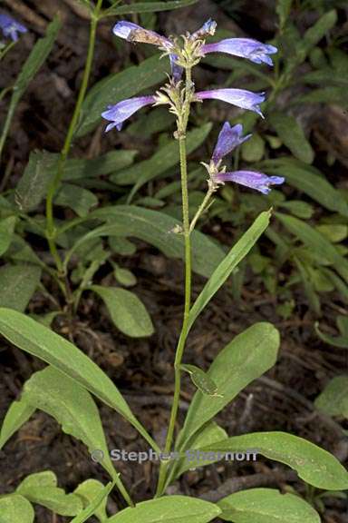 penstemon gracilentus 3 graphic